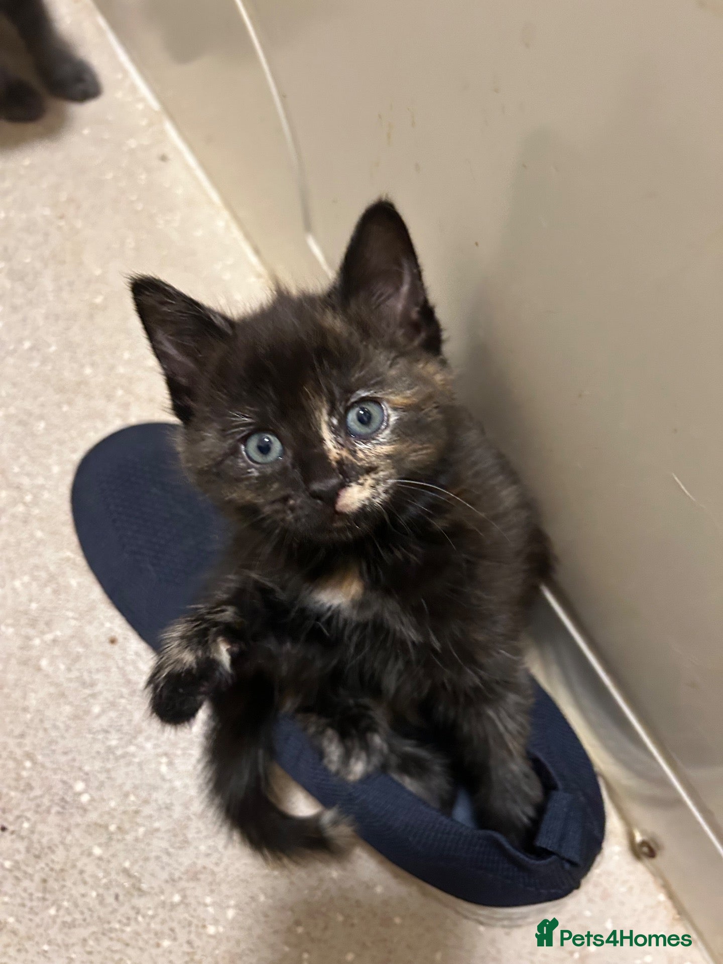 Mixed Breed cats Gorgeous kittens - Advert 1