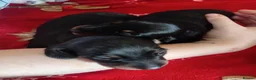 Dachshund dogs for sale: Minature sausage dogs x 2 males  - Advert 7