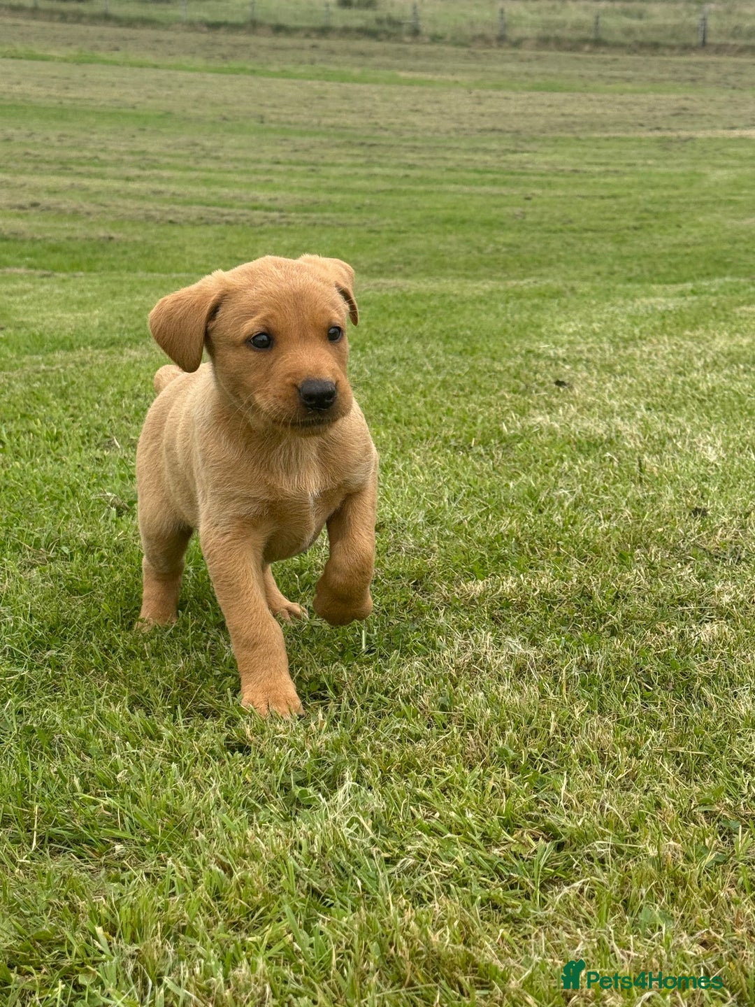Labrador Retriever dogs for sale: Beautiful KC registered Labrador Pups - Image 5