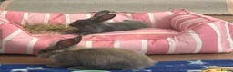 Mixed Breed rabbits for sale: Cute bunny’s for £65 each including essentials. in London - Advert 2