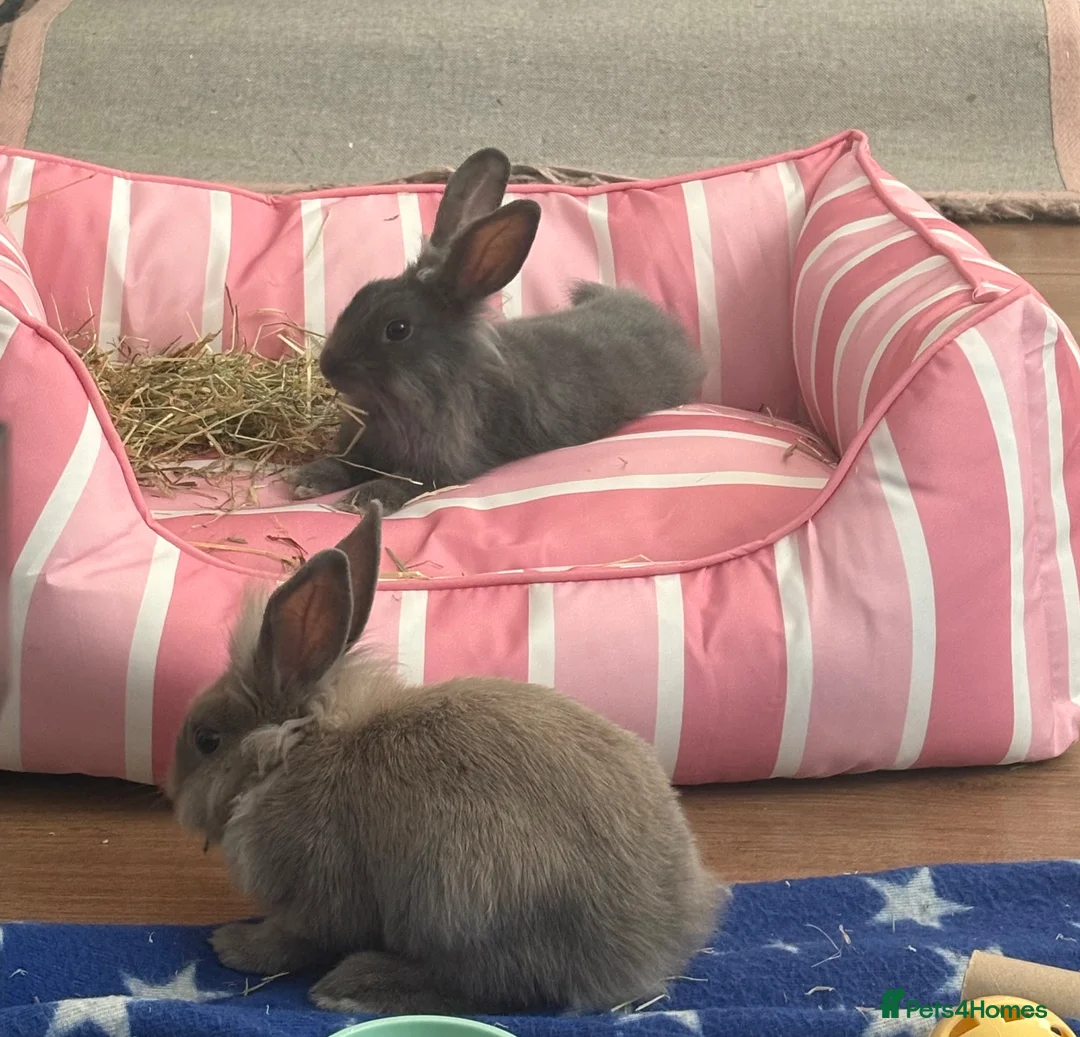 Mixed Breed rabbits for sale: Cute bunny’s for £65 each including essentials. in London - Advert 2