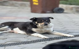 Mixed Breed dogs for adoption: ELSA -  a Special Girl who hates the Prison - Image 13