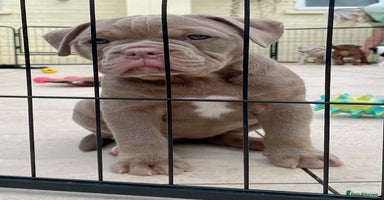 Olde English Bulldogge dogs - Advert 1