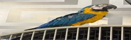 Macaws birds for sale: BABY BLUE AND GOLD MACAW - Advert 2