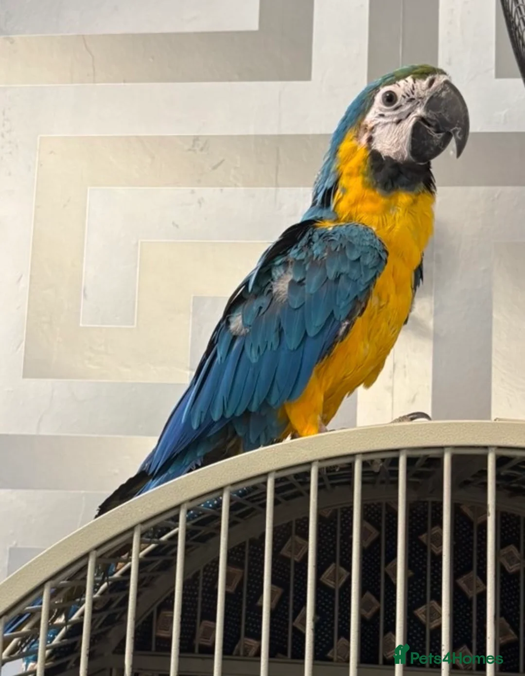 Macaws birds for sale: BABY BLUE AND GOLD MACAW - Advert 2