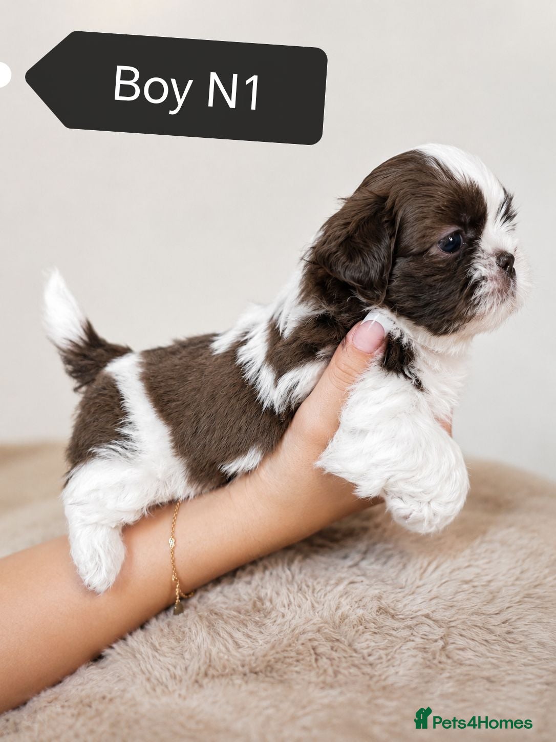 Shih Tzu dogs NOW ready  for a new home Imperial Shih Tzu - Advert 3