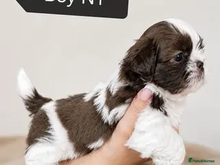 Shih Tzu dogs NOW ready for a new home Imperial Shih Tzu - Advert 3