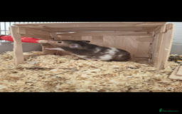 Hamster rodents for sale: Syrian Hamster  - Image 2