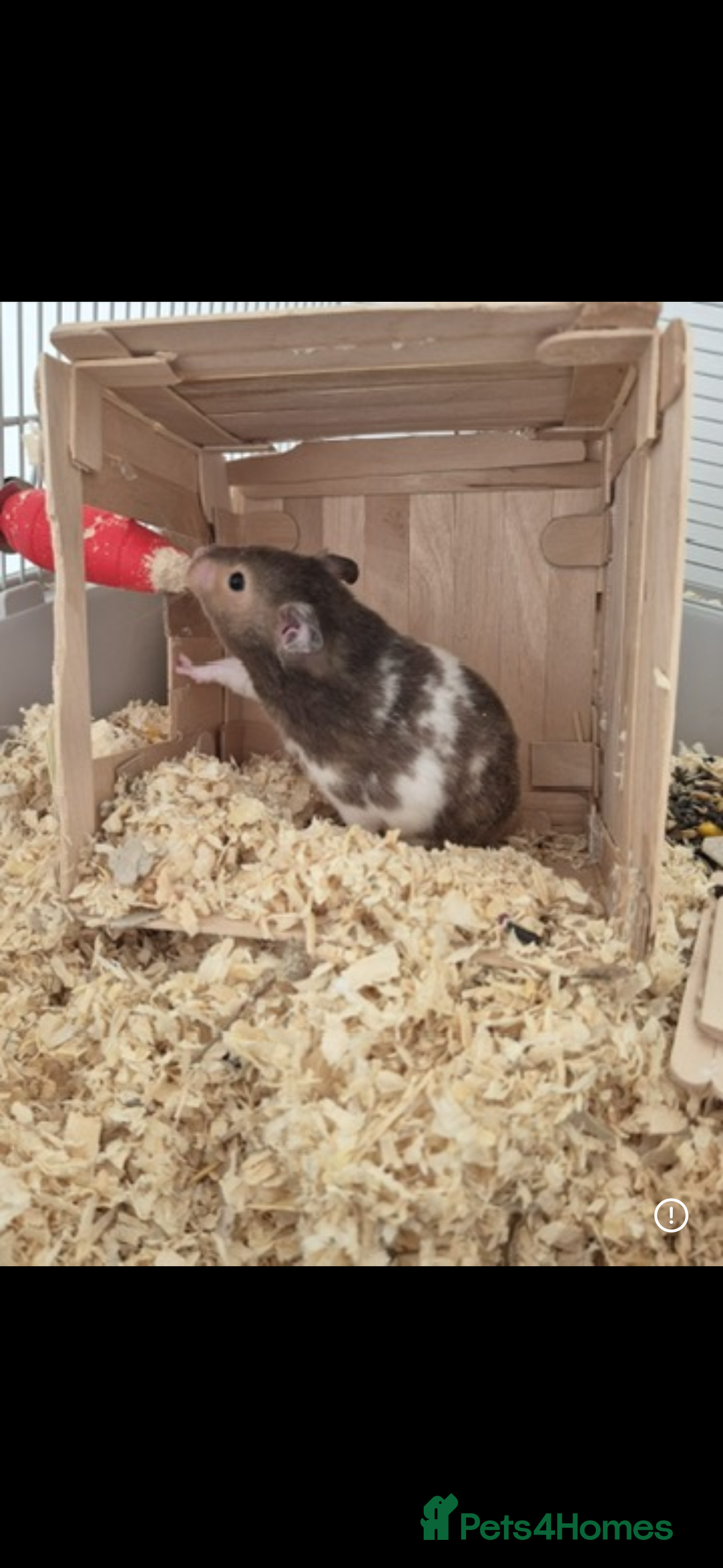 Hamster rodents for sale: Syrian Hamster  - Image 2