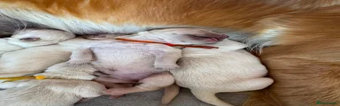 Golden Retriever 5