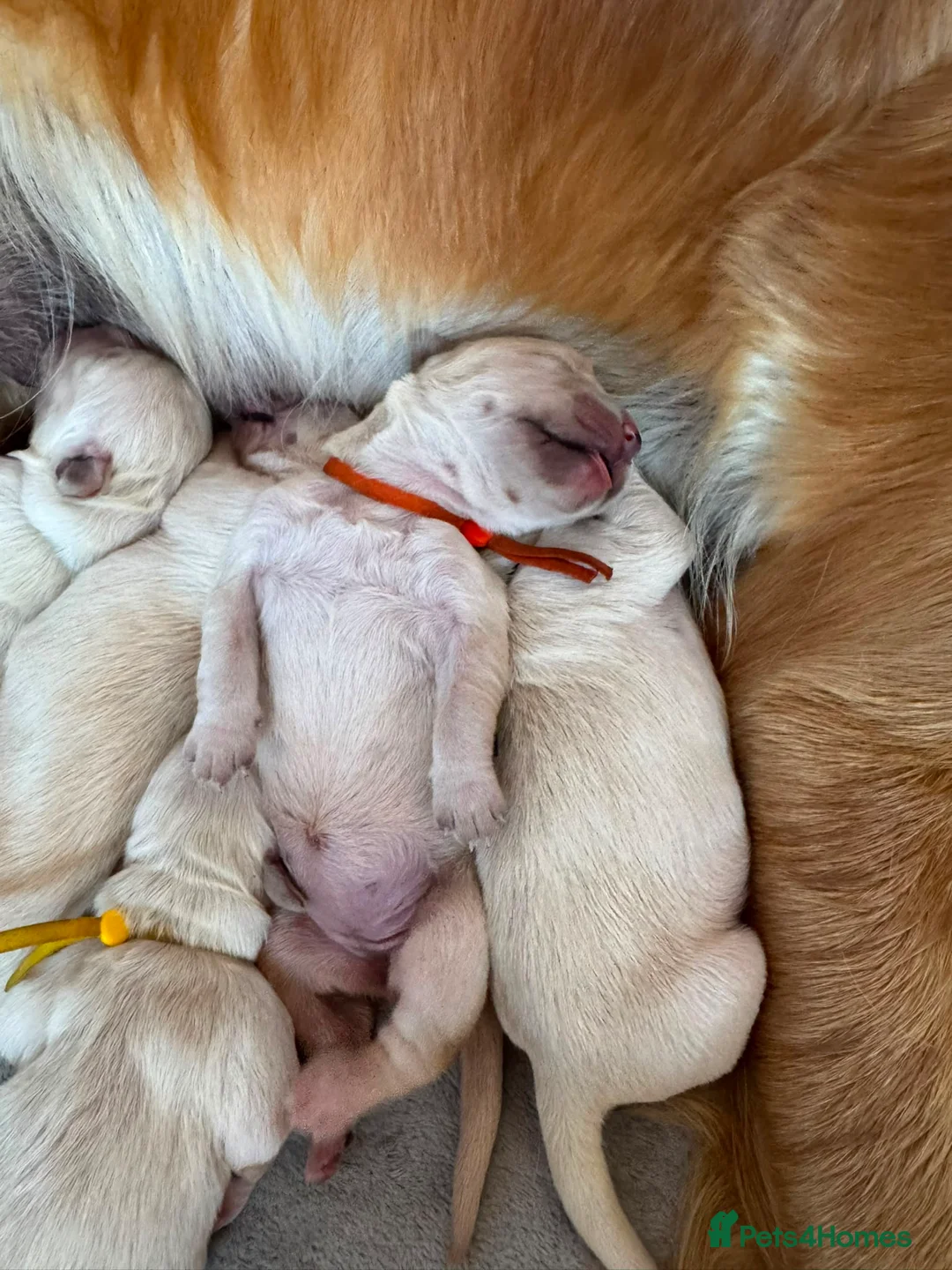 Golden Retriever dogs for sale: KC registered golden retriever puppies - Advert 2
