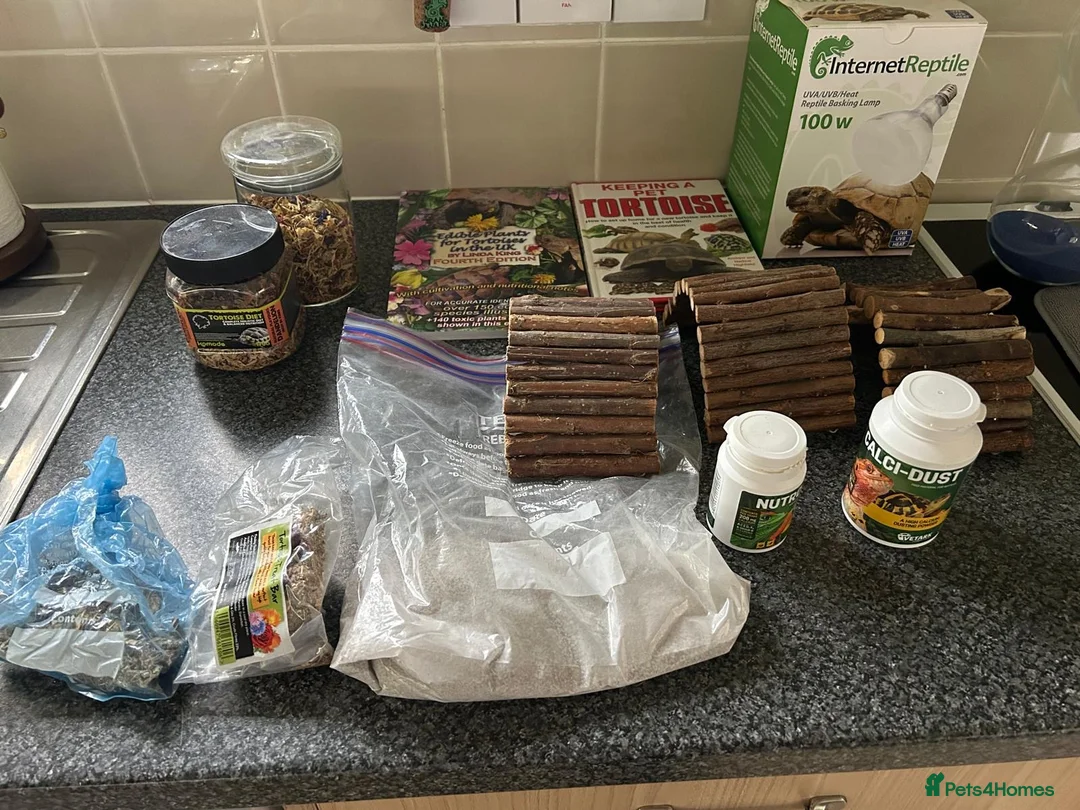 Tortoise reptiles for sale: Pair of tortoises  - Advert 5