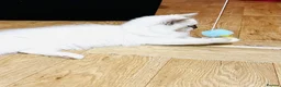 Ragdoll cats for sale: ❤️ Very special homes needed GCCF RAGDOLLS  - Advert 13