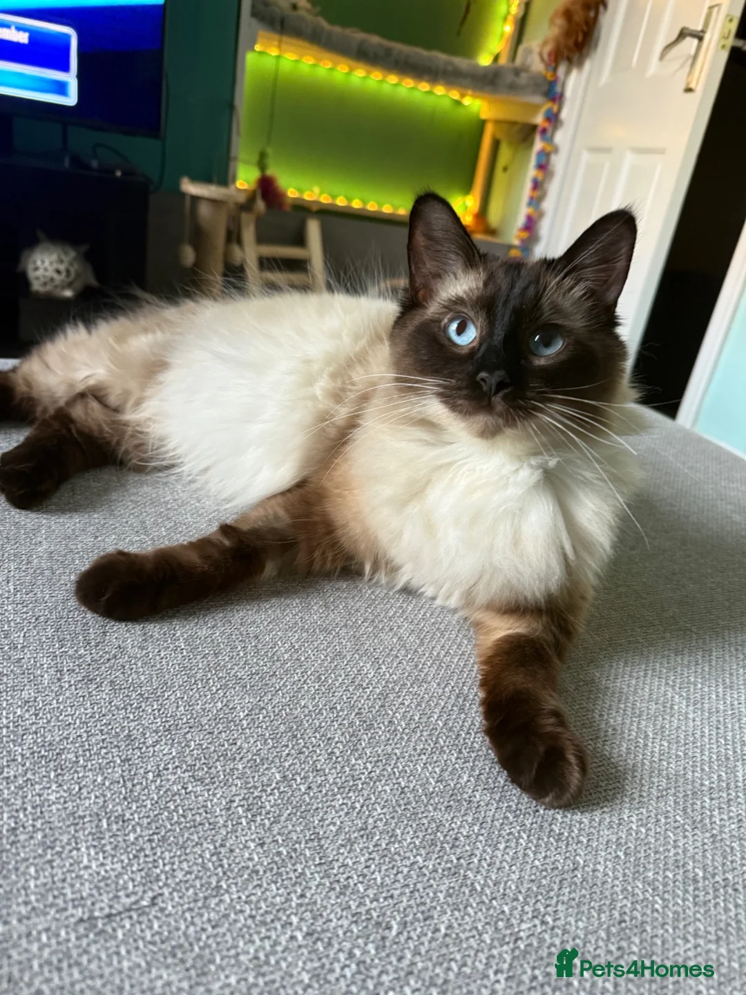 Ragdoll cats for sale: Ragdoll kittens  - Advert 16