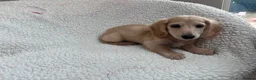 Miniature Dachshund dogs for sale: ***mini dachshund *** - Advert 28