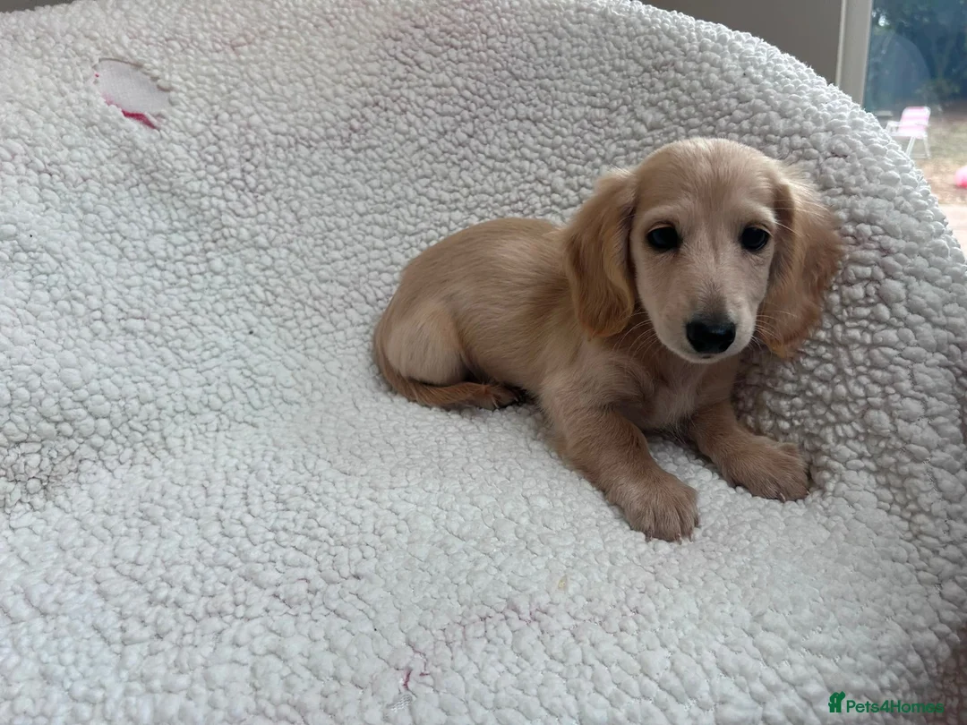 Miniature Dachshund dogs for sale: ***mini dachshund *** - Advert 28