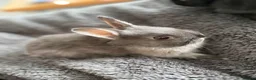 Netherland Dwarf rabbits for sale: Netherland dwarf baby rabbits   - Advert 3