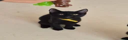Mixed Breed cats for sale: Male, black kitten, raised in a family home. - Advert 6