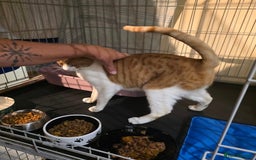 Domestic Shorthair cats for adoption: Meet 3 year old Nova 🐾❤️ - Image 4