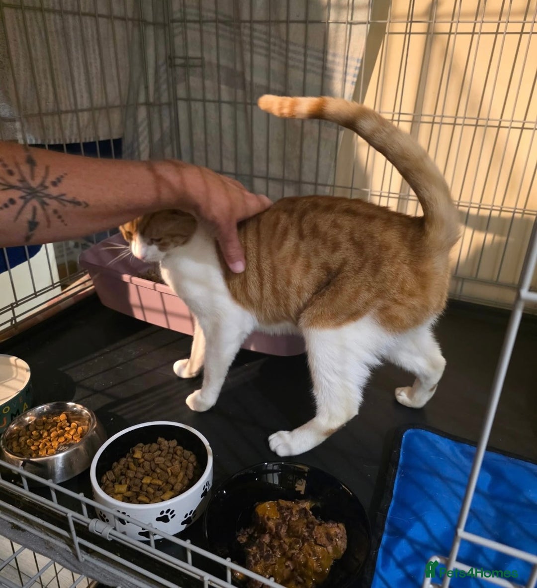Domestic Shorthair cats for adoption: Meet 3 year old Nova 🐾❤️ - Image 4