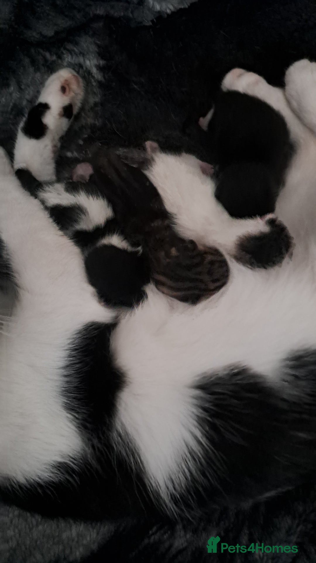 British Shorthair cats for sale: 3 female and 2 male kittens for sale - Image 7