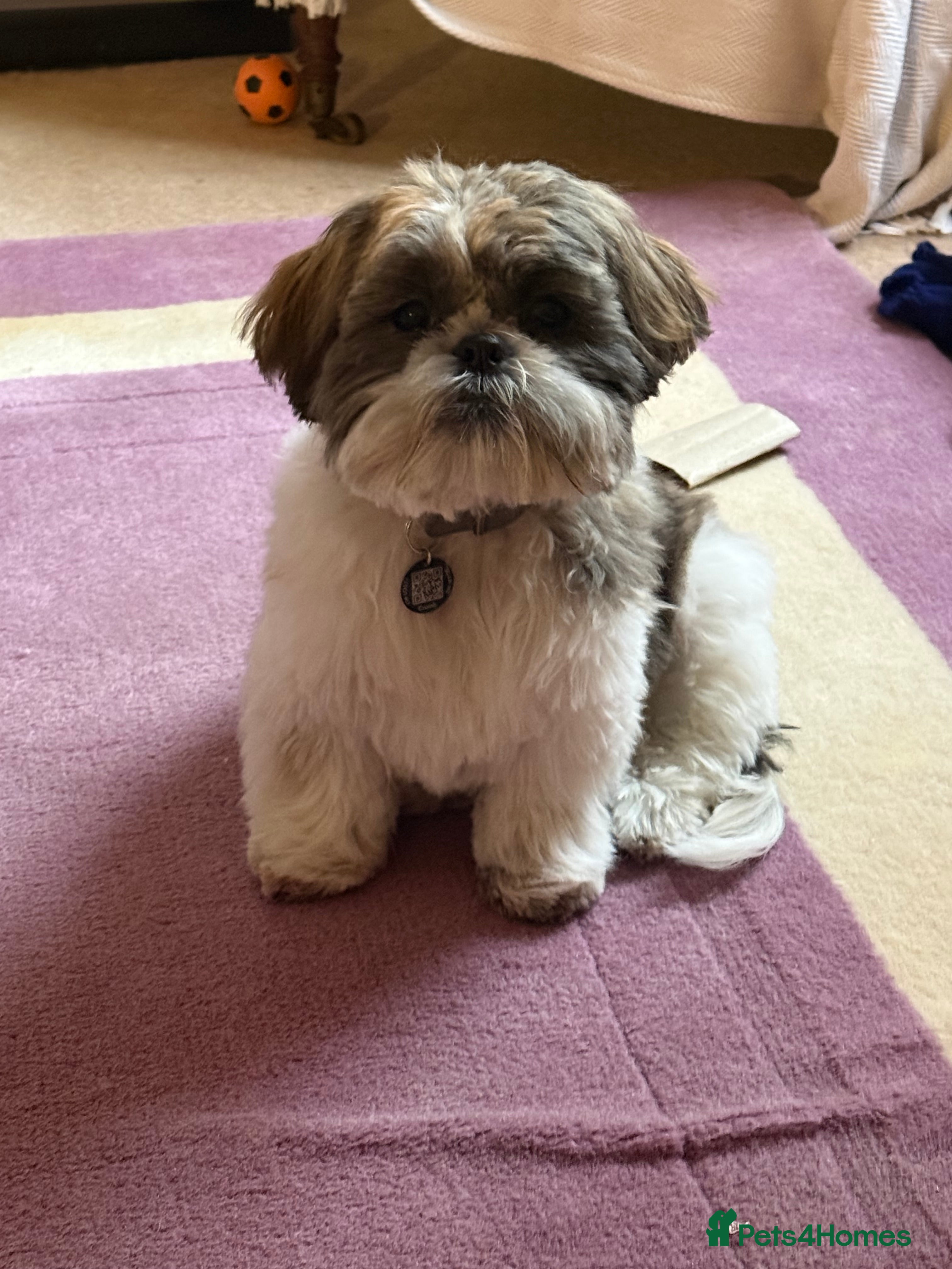 Shih Tzu dogs Bobby - Advert 1