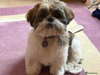 Shih Tzu dogs Bobby - Advert 1
