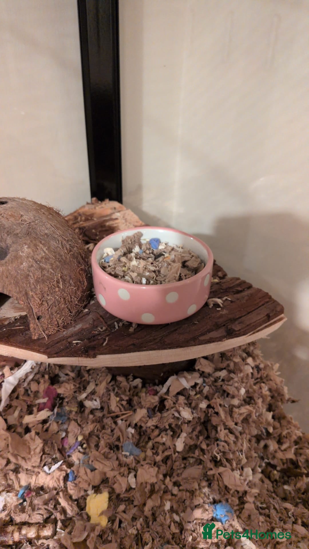 Hamster rodents for sale: Syrian Hamster - Advert 6