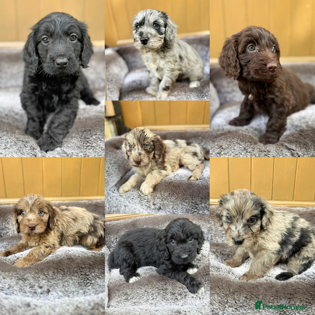 Cockapoo dogs for sale: DNA HEALTH PROFILED COCKERPOOS in Longfield - Advert 1