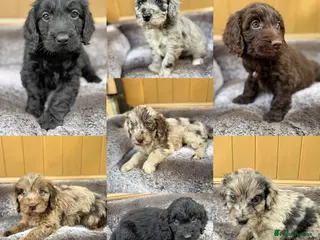 Cockapoo dogs DNA HEALTH PROFILED COCKERPOOS - Advert 1