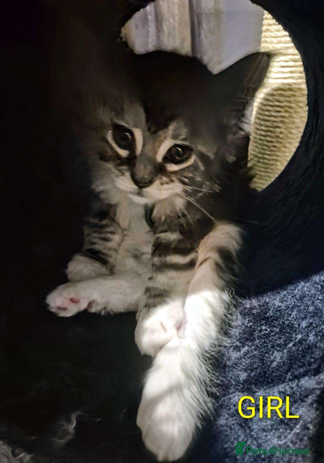 Maine Coon cats for sale: Gorgeous Registered Maine Coon Kittens - Advert 3