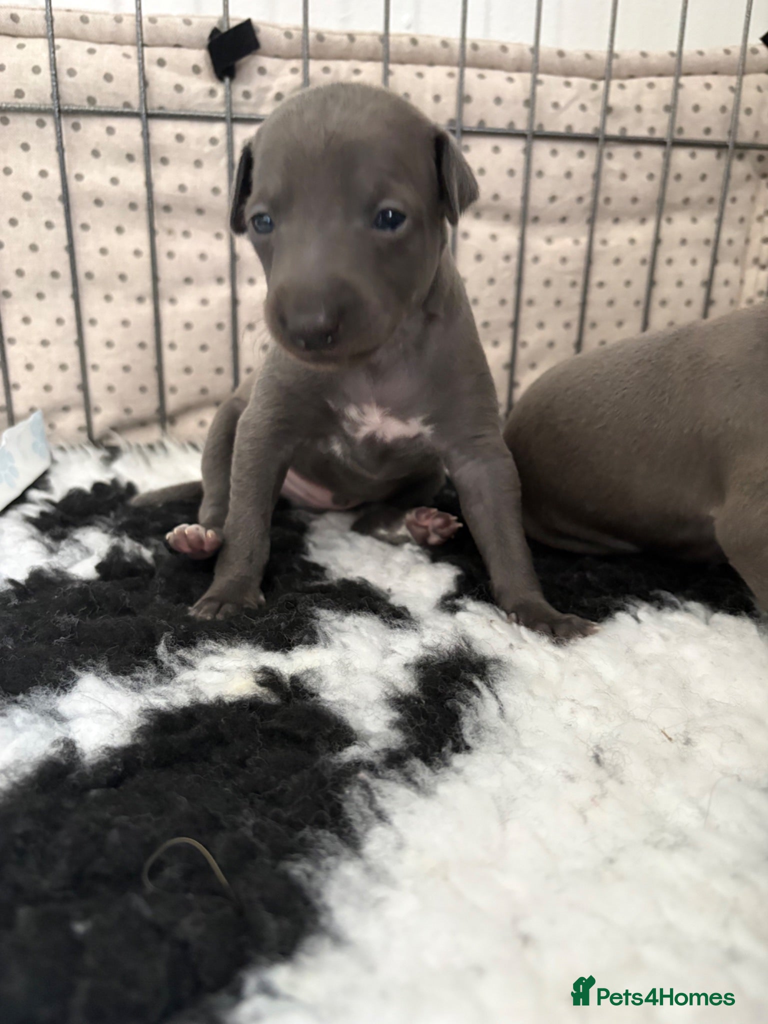 Italian Greyhound dogs Stunning boy available 2 weeks old  - Advert 7