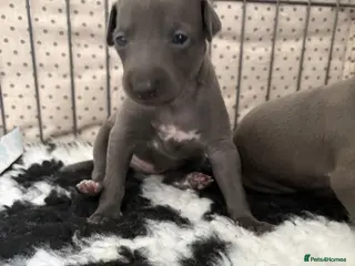 Italian Greyhound dogs Stunning boy ( 3 weeks old ) - Advert 2