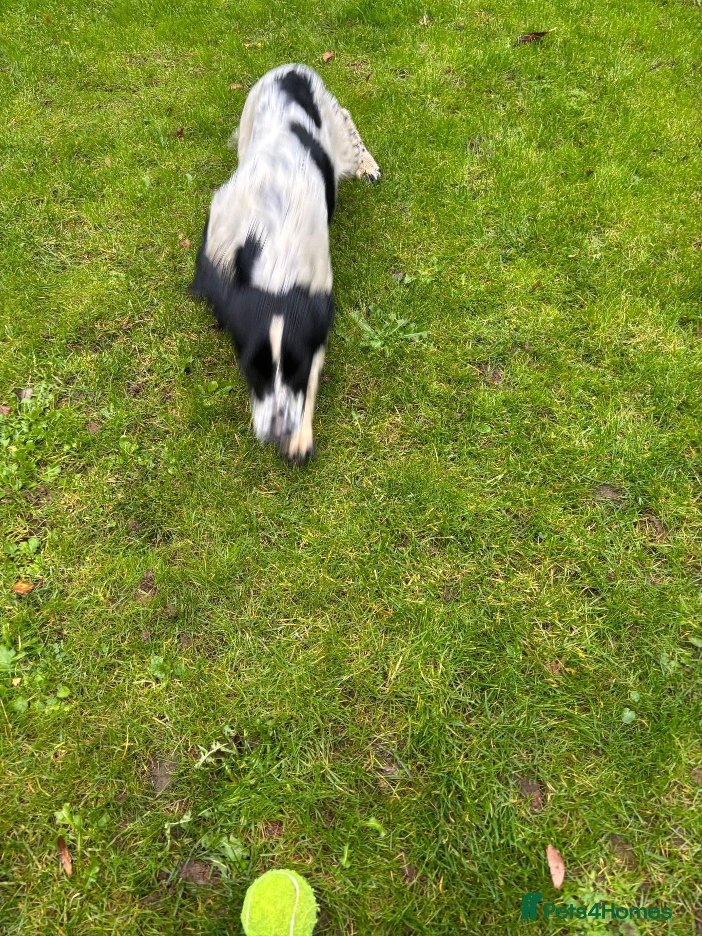 English Springer Spaniel dogs for sale: Lively Black/White ESS bitch pup 6 months  - Advert 2