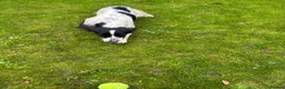 English Springer Spaniel dogs for sale: Lively Black/White ESS bitch pup 6 months  - Advert 2