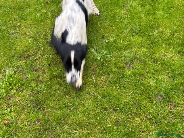 English Springer Spaniel dogs for sale: Lively Black/White ESS bitch pup 6 months - Advert 2