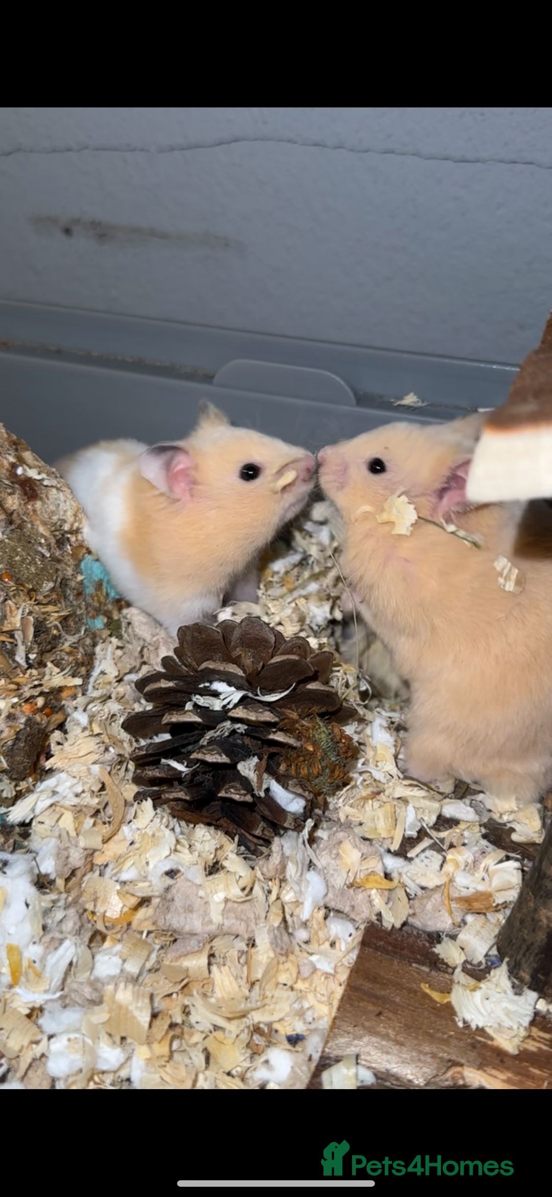 Hamster rodents for sale: Baby hamsters  - Advert 5