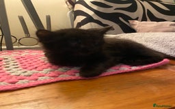 Mixed Breed cats for sale: Black/white shorthair female kitten  - Image 16