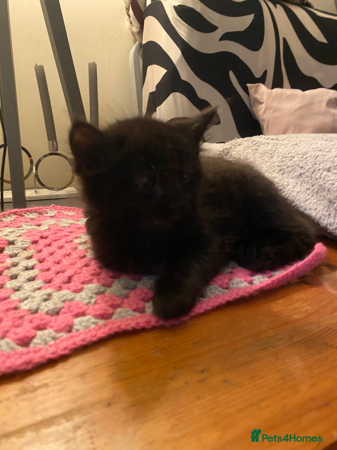 Mixed Breed cats for sale: Black/white shorthair female kitten  - Image 16
