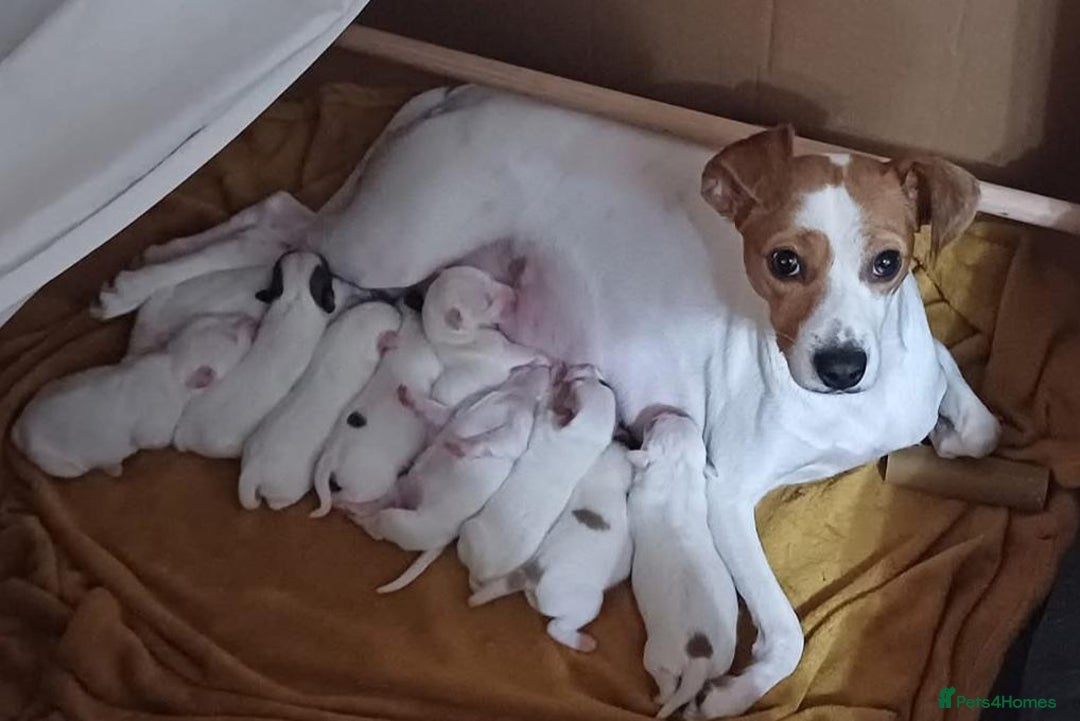 Jack Russell dogs for sale: Miniature jack Russell puppies - Advert 7
