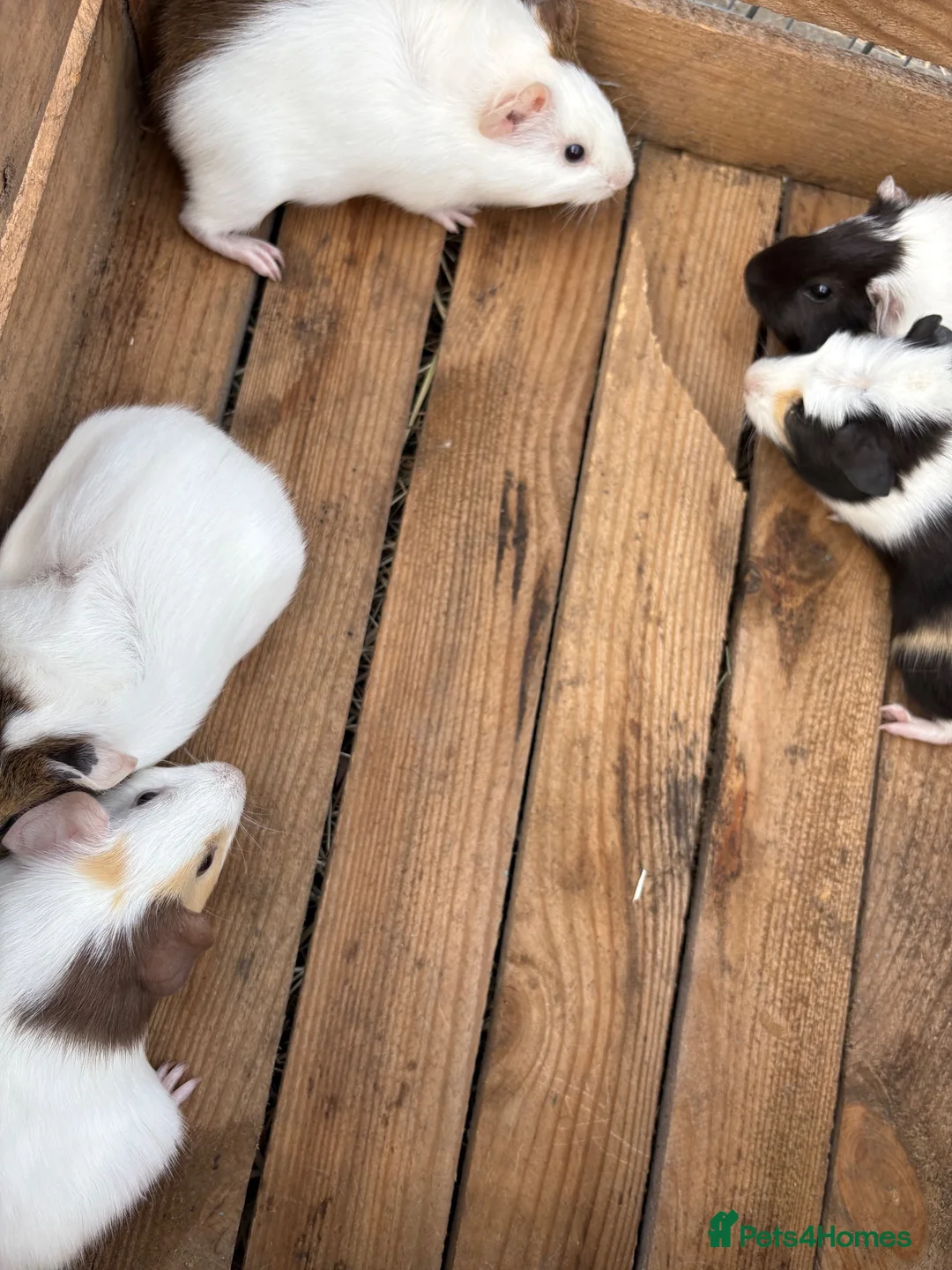 Guinea Pig rodents for sale: Female guineas ready for their forever homes  - Advert 8