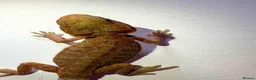 Bearded Dragon reptiles for sale: Stunning baby bearded dragons  - Advert 11