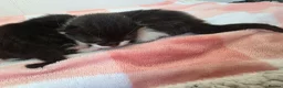 Mixed Breed cats for sale: Two beautiful black and white boy kittens - Advert 15