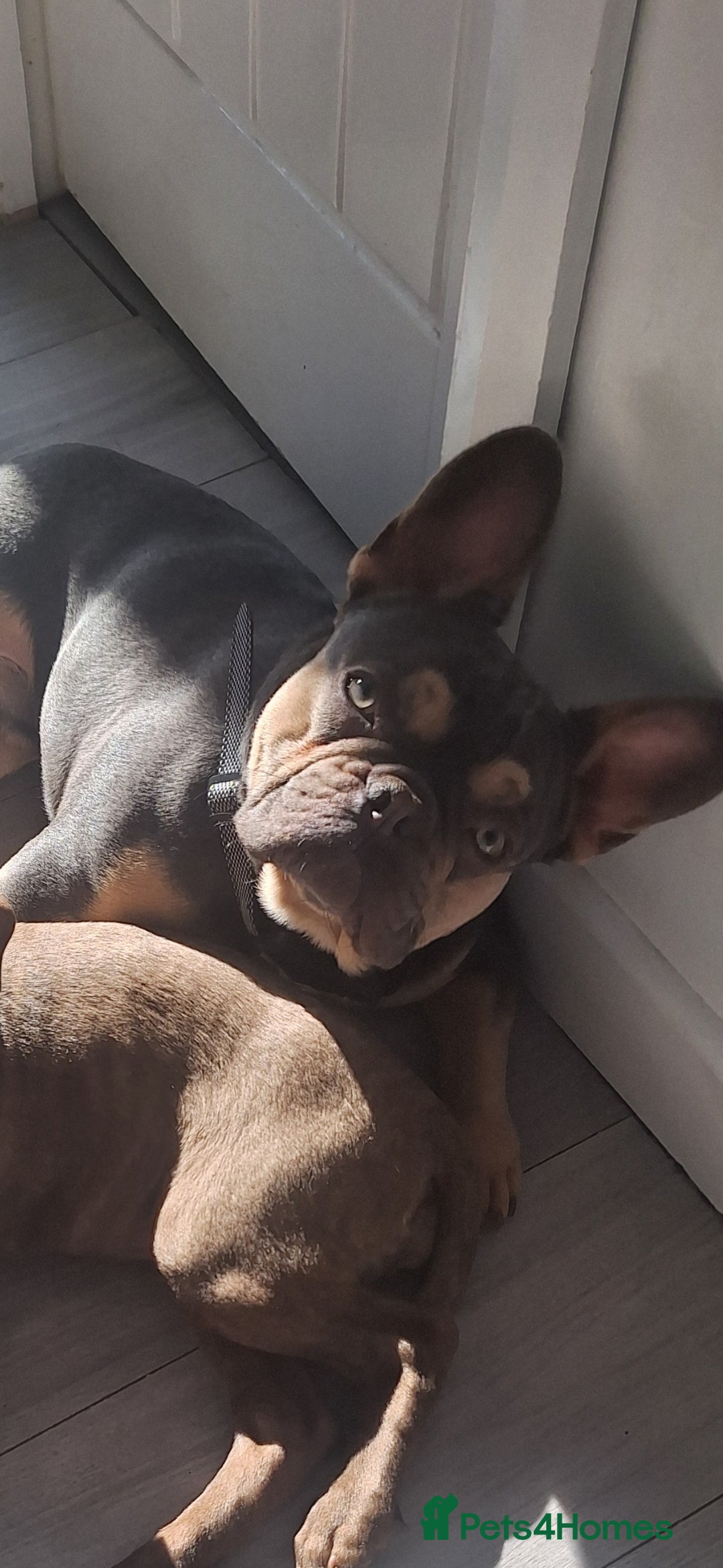 French Bulldog dogs for sale: 15 month old French bulldog, lilac and tan - Advert 6