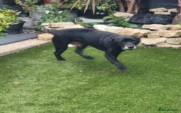 Mixed Breed dogs for adoption: FLASH IS A TRUE GENTLEMAN 6YRS OLD LAB X STAFFY - Image 4