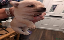 Chihuahua dogs for sale: Chihuahua  - Image 5