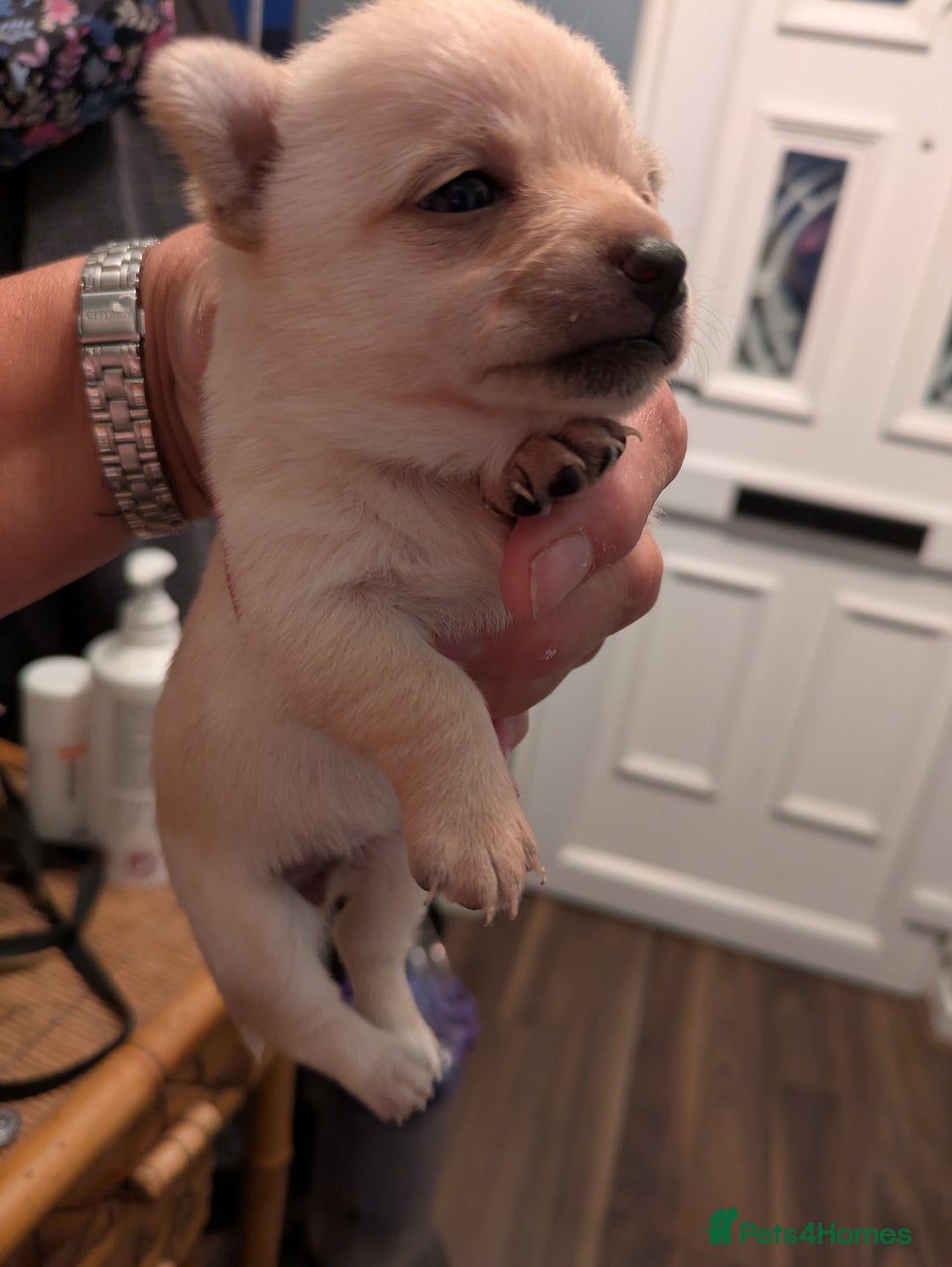 Chihuahua dogs for sale: Chihuahua  - Image 5