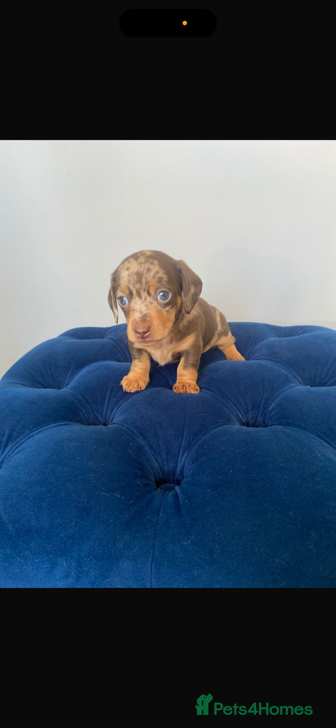 Dachshund dogs for sale: Kc fully health tested parents daxi boys - Advert 10