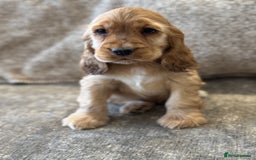 Cocker Spaniel dogs for sale: BEAUTIFUL KC SHOW TYPE COCKER SPANIELS  - Image 39