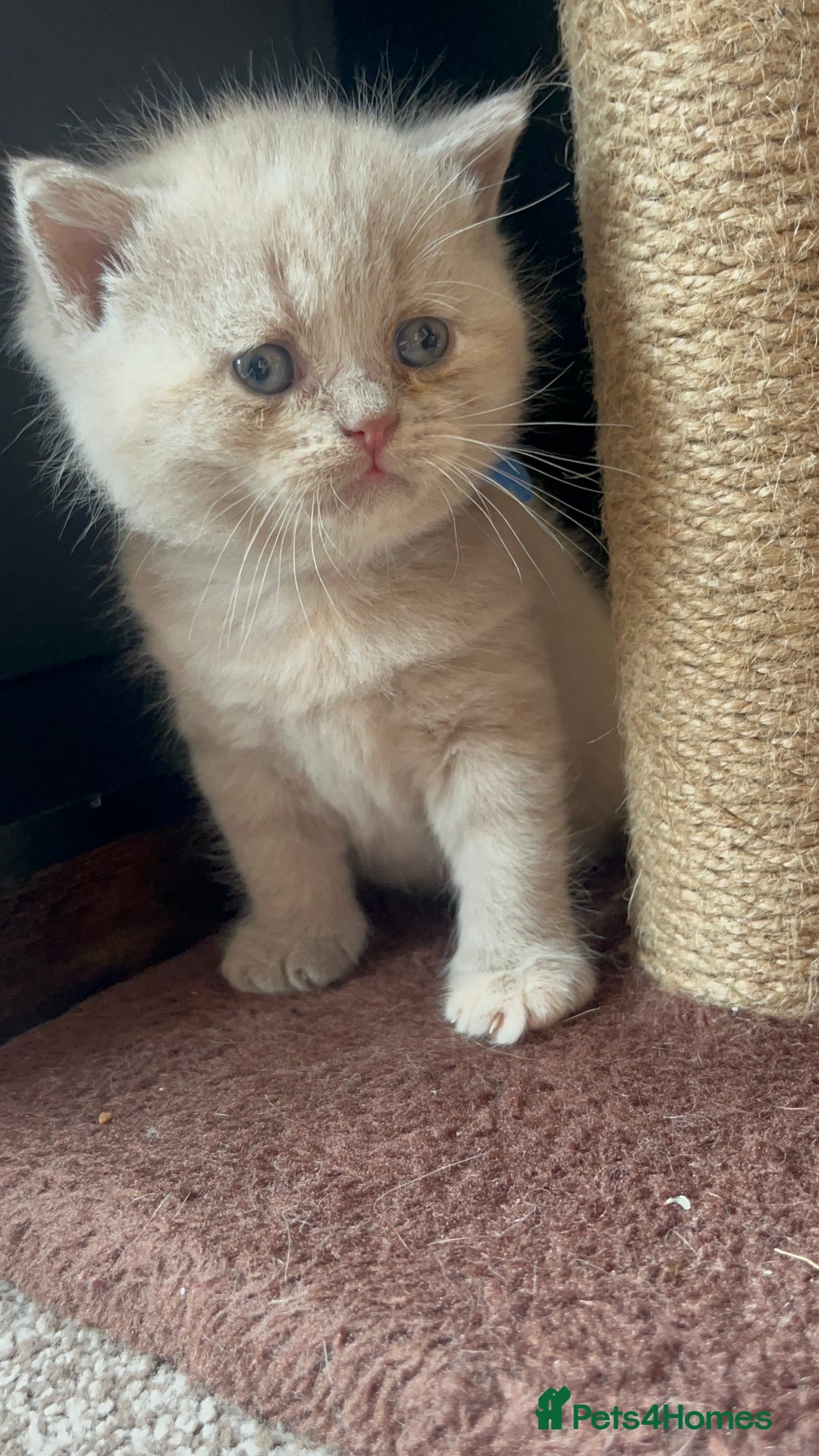 British Shorthair cats for sale: Gorgeous British Shorthair Kittens - Image 13